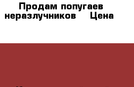 Продам попугаев - неразлучников  › Цена ­ 1 000 - Красноярский край, Ачинский р-н, Ачинск г. Животные и растения » Птицы   